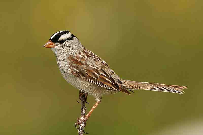 Amerikanischer Spatz - Dachsammer